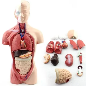 28 см, Модель человеческого Туловища, Анатомия, Анатомическое Сердце, Мозг, Скелет, Медицинские Внутренние Органы, Обучающие Принадлежности для обучения